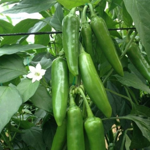 Jalapeno VeryPainful Acı Biber Fidesi  (5 adet) ürün görseli 1