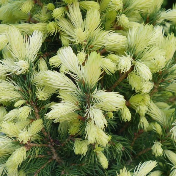 Picea Glauca Beyaz Ladin Tohumu (10 Tohum) ürün görseli 1