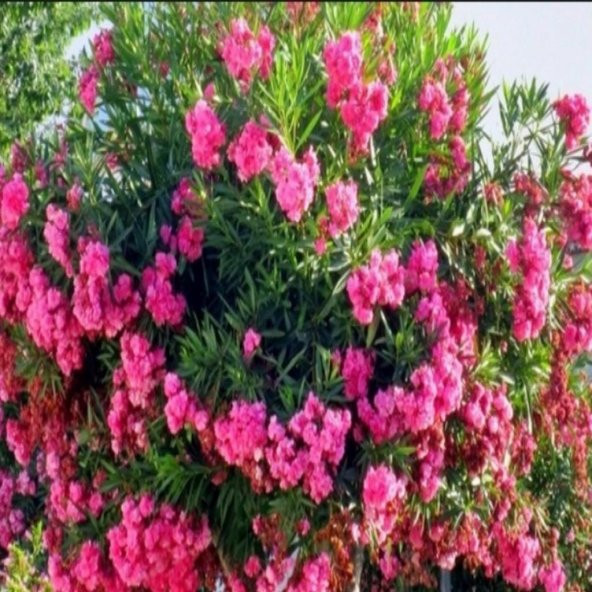 Tüplü Pembe Katmerli Çiçekli Zakkum Fidanı ürün görseli 1