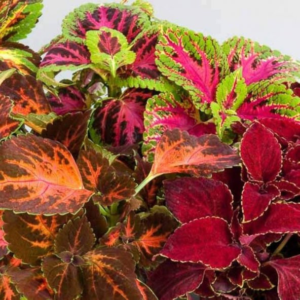 Karışık Renkli Kolyos (Coleus) Yaprak Güzeli Çiçeği Tohumu (100 tohum) ürün görseli 1