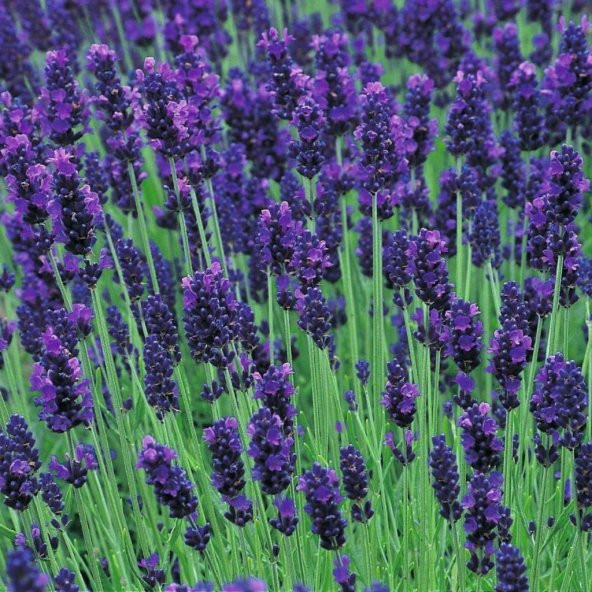 Doğal Mavi Hidcote Blue Lavanta Tohumu (20 Tohum) ürün görseli 1