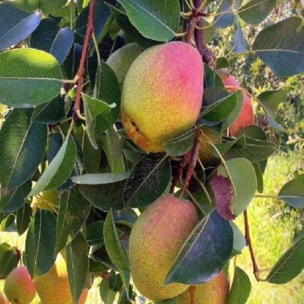 Tüplü Aşılı Bol Verimli İri Meyveli Aromalı Tam Bodur Santa Maria Armut Fidanı ürün görseli 1