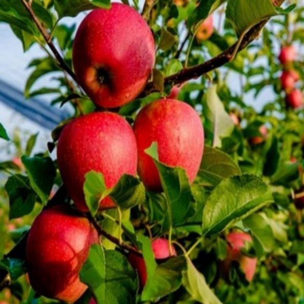 Tüplü Aşılı Sert Sulu Yüksek Verimli Tam Bodur Fuji Kiku Elma Fidanı ürün görseli 1