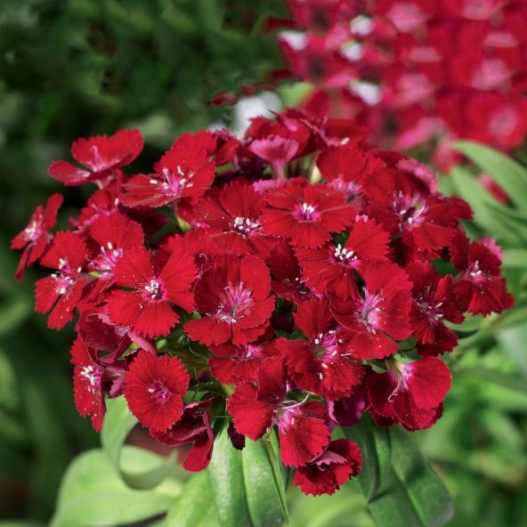 Dianthus Superbus Kırmızı Bol Kokulu Karanfil Çiçeği Tohumu(100 adet) ürün görseli 1