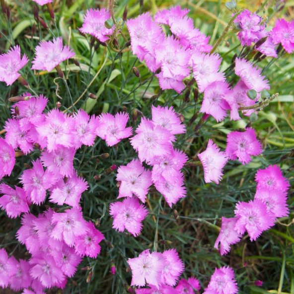 Dianthus Kır Pembesi Çiçeği Tohumu(50 adet) ürün görseli 1