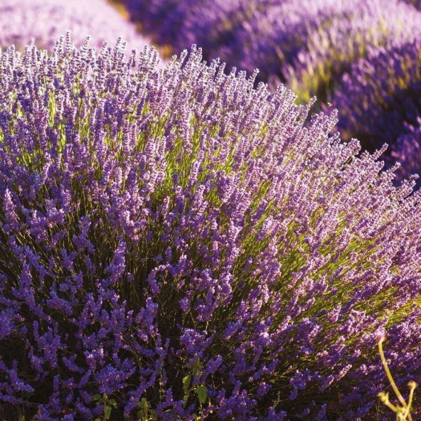 Lavandula Angustifolia Lavanta Çiçeği Tohumu(100 adet) ürün görseli 1