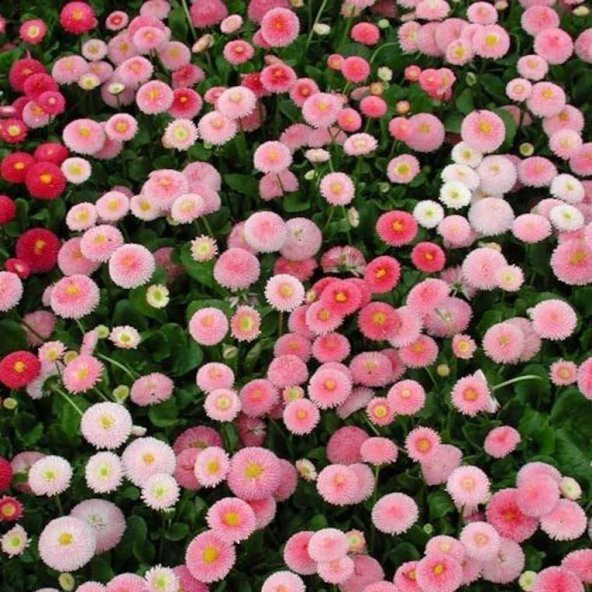 Katmerli Ponpon Colour İngiliz Çayır Papatyası Çiçeği Tohumu(100 tohum) ürün görseli 1