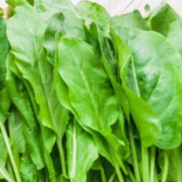 Kuzu Kulağı(Rumex acetosella) Tohumu(50 tohum) ürün görseli 1