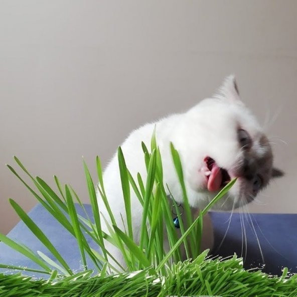 Kedi Otu Tohumu (75 tohum) ürün görseli 1