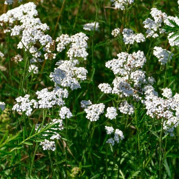 Anason(Pimpinella anisum) Tohumu(100 adet) ürün görseli 1