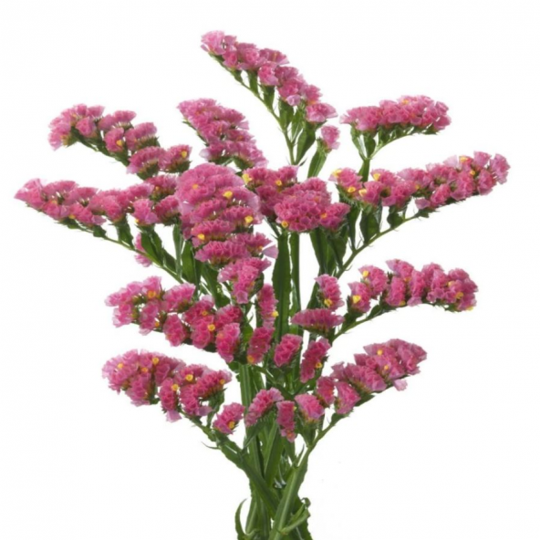 Limonium Sinuatum Deep Rose Deniz Lavantası Tohumu (30 tohum) ürün görseli 1