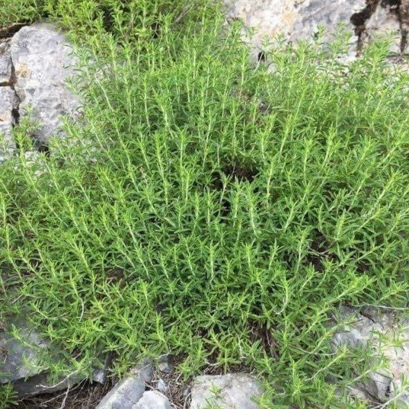 Doğal Zahter Kekiği Tohumu (200 tohum) ürün görseli 1