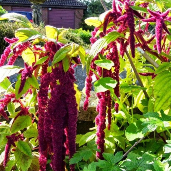 Sarkan Kırmızı Amaranthus(Horoz İbiği) Çiçeği Tohumu (100 tohum) ürün görseli 1