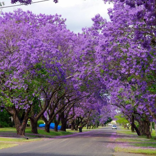 Jacaranda (Jakaranda) Ağacı Tohumu (5 Tohum) ürün görseli 1