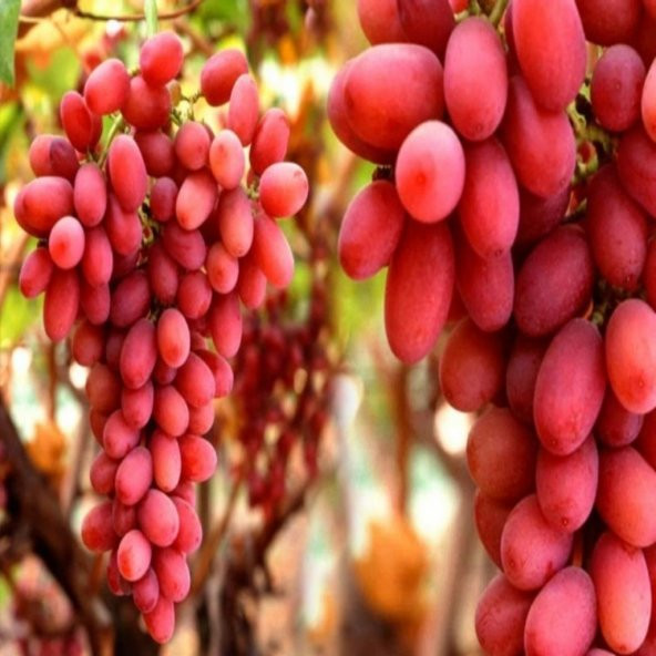 Tüplü İri Taneli Salkımlı Özel Ürün Flame Seedless Çekirdeksiz Üzüm (Asma-Bağ) Fidanı ürün görseli 1