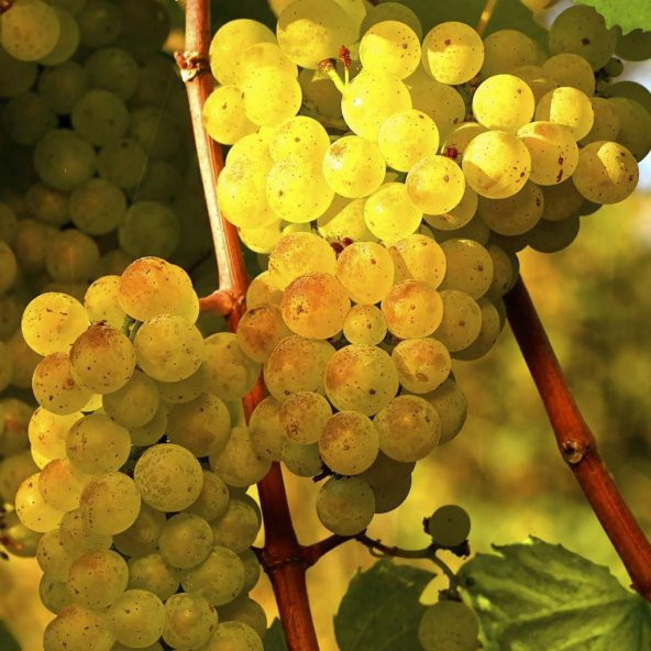 Tüplü Hoş Kokulu Aromatik Chardonnay Üzüm (Asma-Bağ) Fidanı ürün görseli 1
