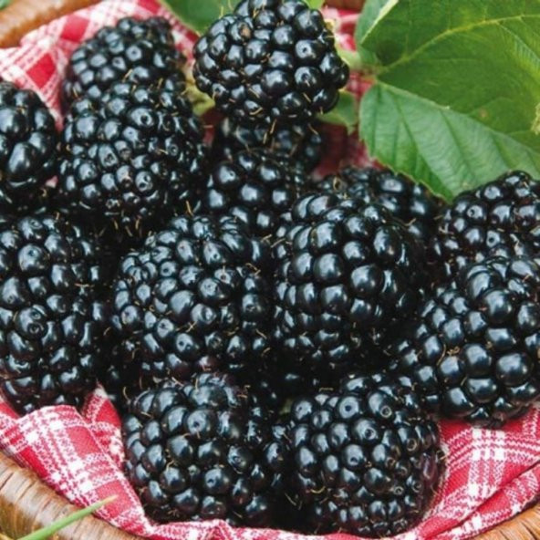 Tüplü Aromalı Bol Verimli Arapaho Böğürtlen Fidanı ürün görseli 1