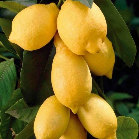 Tüplü Aşılı Çok Verimli Sulu Yediveren Euroka Limon Fidanı ürün görseli 1