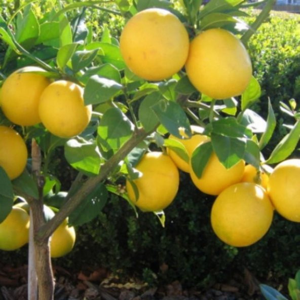Tüplü Aşılı İri Meyveli Yediveren Extra Jumbo Limon Fidanı ürün görseli 1