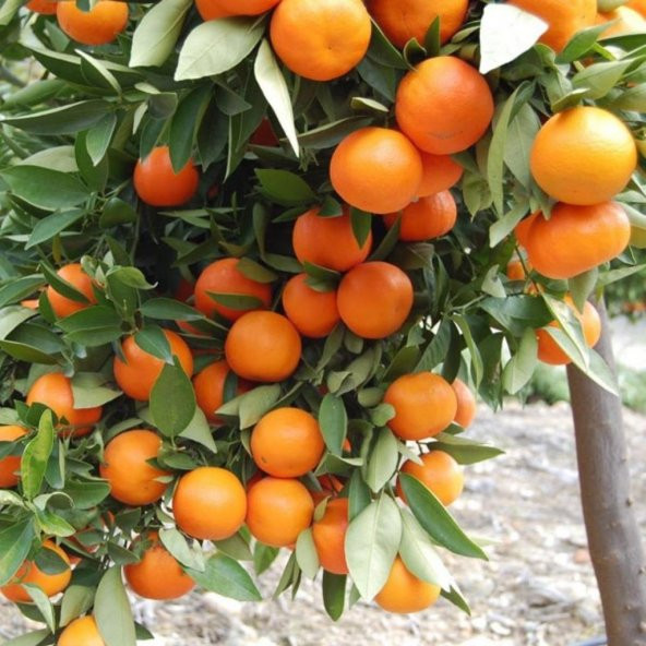 Tüplü Aşılı Verimli Sulu Aromalı Nova Mandalina Fidanı ürün görseli 1