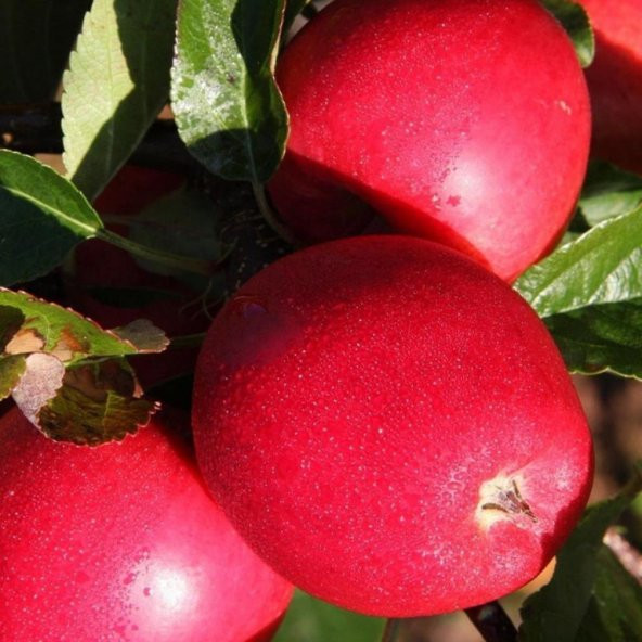 Tüplü Aşılı Özel Ürün Erkenci Yaz Elması Yarı Bodur Buckeye Gala Elma Fidanı ürün görseli 1