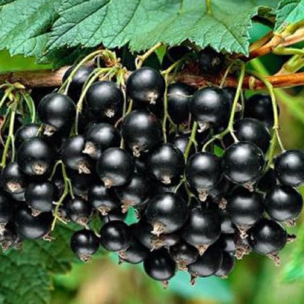 Tüplü Aromatik Siyah Golyat Frenk Üzümü Fidanı ürün görseli 1