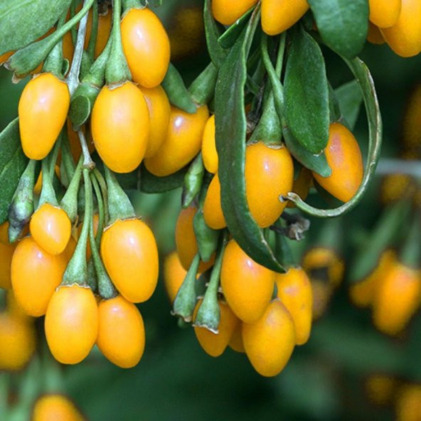 Tüplü Nadir Amber Sweet Altuni Sarı Goji Berry Fidanı ürün görseli 1