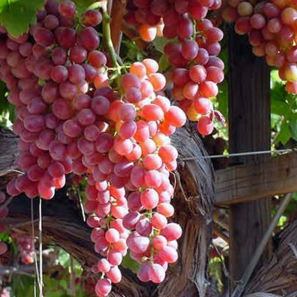 Tüplü Özel Ürün Queen Üzüm (Asma-Bağ) Fidanı Sınırlı Stok ürün görseli 1