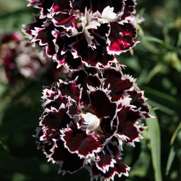 Dianthus Heddewigii Gaiety Katmerli İri Karanfil Çiçeği Tohumu(100 adet) ürün görseli 1