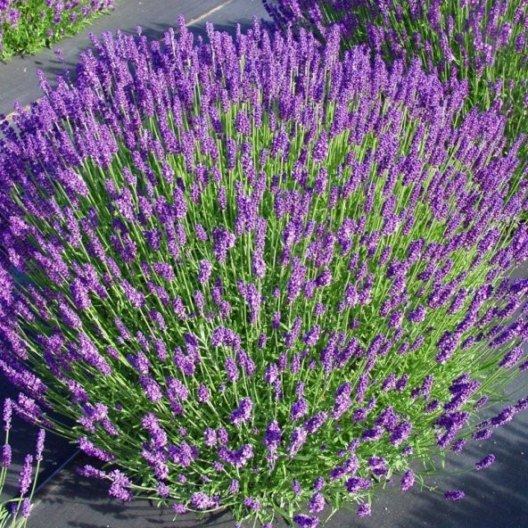 Munstead Strain Bodur İngiliz Lavanta Çiçeği Tohumu (95 tohum) ürün görseli 1