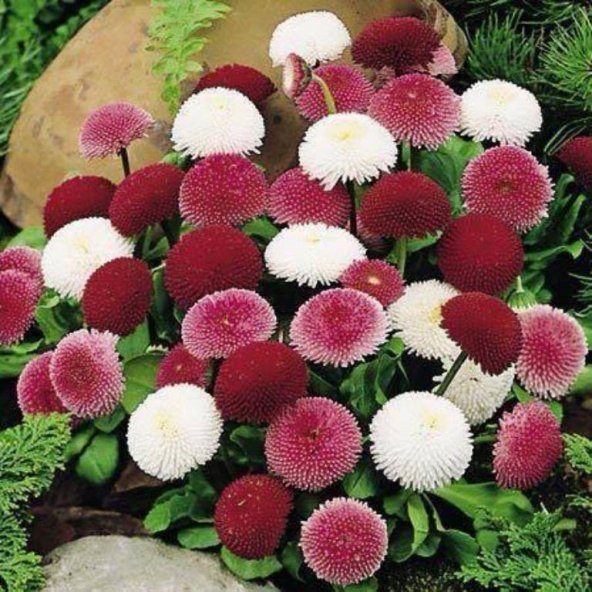Karışık Katmerli Bellis Perennis Ponpon İngiliz Çayır Papatyası Çiçeği Tohumu(100 tohum) ürün görseli 1
