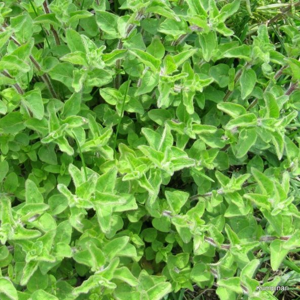 İstanbul Kekiği(Origanum vulgare) Tohumu (50 Tohum) ürün görseli 1