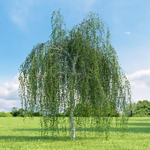 Tüplü Betula Alba Huş Ağacı Fidanı ürün görseli 1