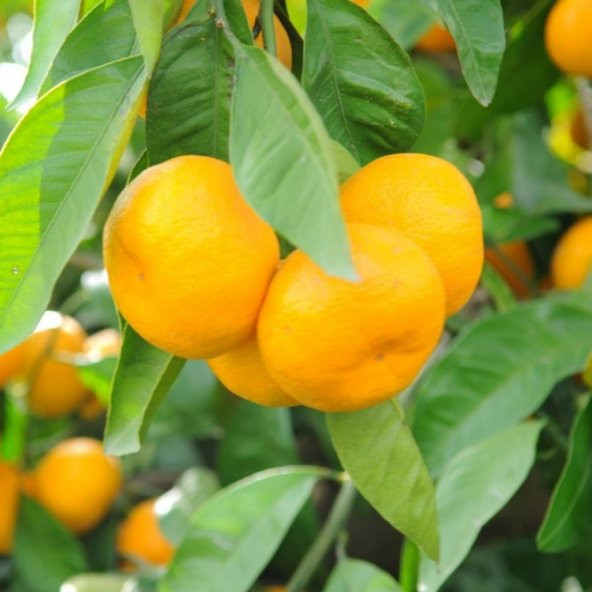 Tüplü Aşılı Hoş Kokulu Bol Verimli Rize Satsuma Mandalina Fidanı ürün görseli 1