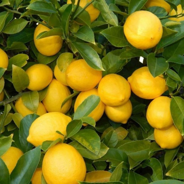 Tüplü Aşılı Çok Verimli Yediveren Limon Fidanı ürün görseli 1