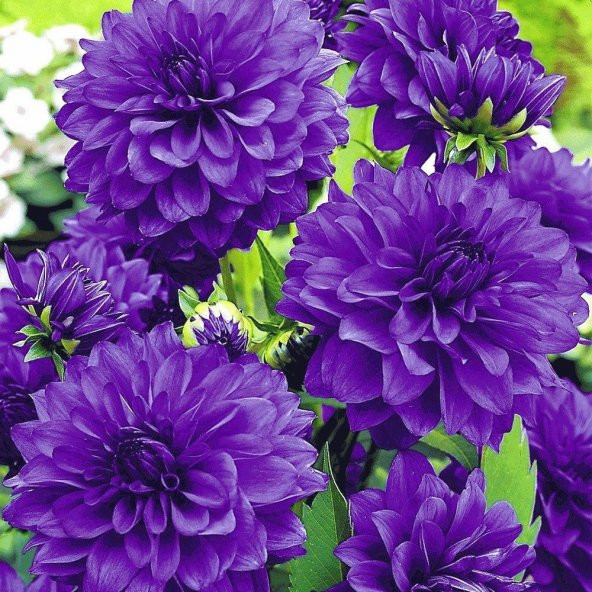 Super Yoga Elegans Purple Zinya Çiçeği Tohumu(40 tohum) ürün görseli 1