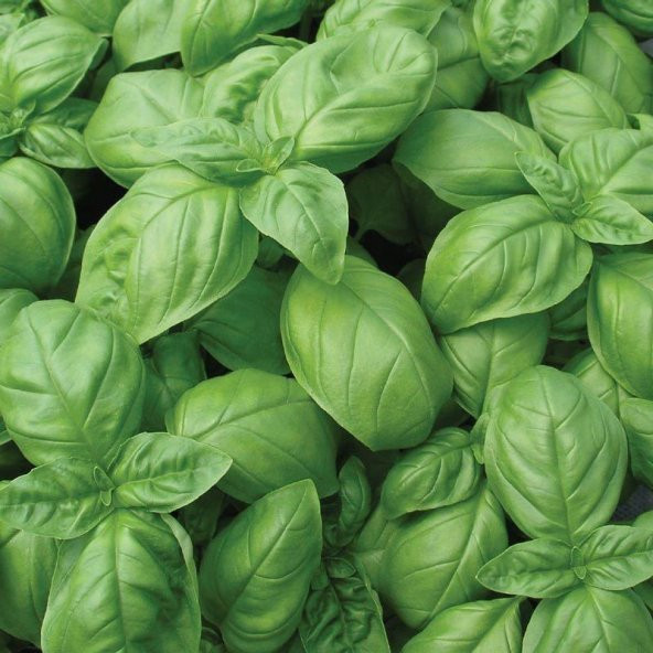 Dogal Green Flesh Geniş Yapraklı Aromatik Fesleğen Tohumu (50 tohum) ürün görseli 1