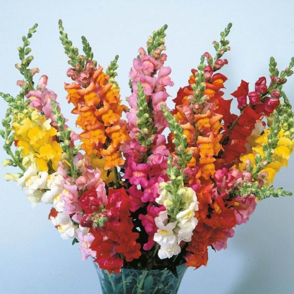 Antirrhinum Rainbow Mixed Karışık Aslanağzı Çiçeği Tohumu(200 tohum) ürün görseli 1