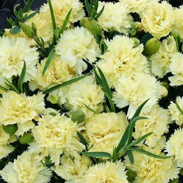 Marie Chabaud Sarı Karanfil Çiçeği Tohumu (50 tohum) ürün görseli 1