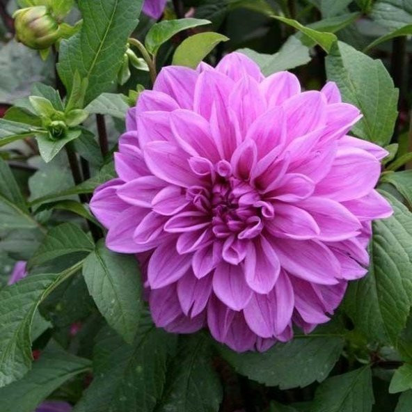 Super Yoga Rose Zinya Çiçeği Tohumu(40 tohum) ürün görseli 1