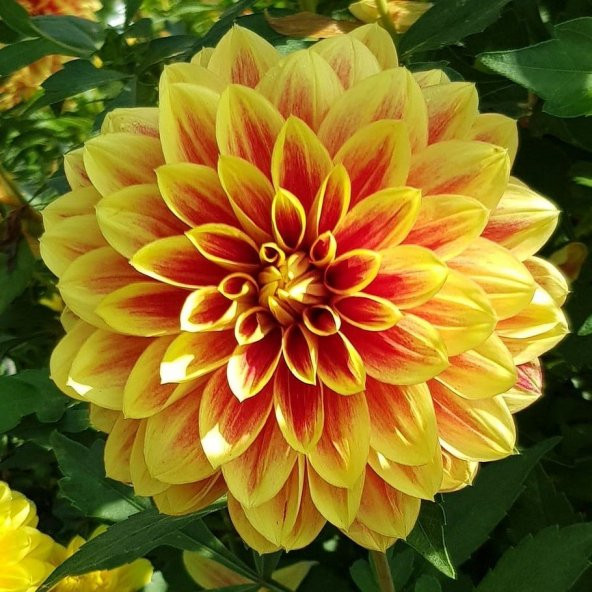 Super Yoga Elegans Golden Yellow Zinya Çiçeği Tohumu(40 tohum) ürün görseli 1