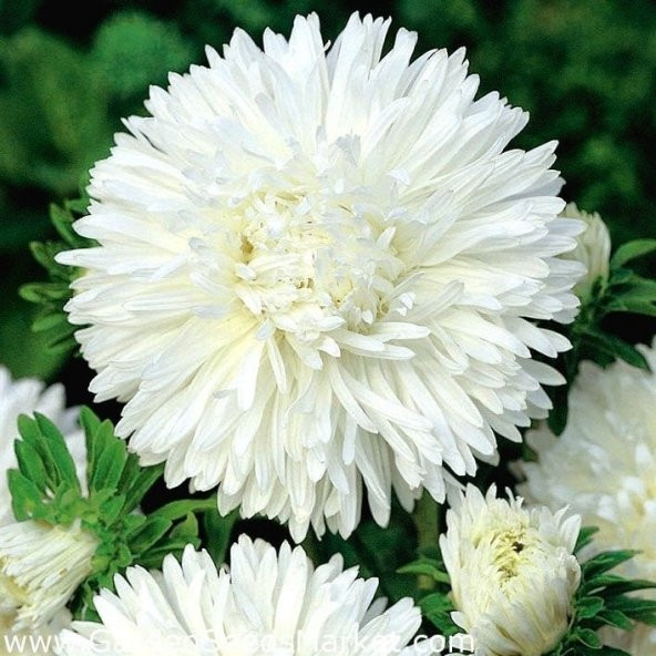 Bellis Perennis Beyaz Ponpon İngiliz Çayır Papatyası Çiçeği Tohumu(100 tohum) ürün görseli 1