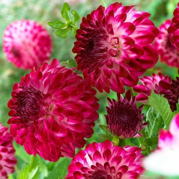 Cherry Red Ponpon Aster Çiçeği Tohumu(50 tohum) ürün görseli 1