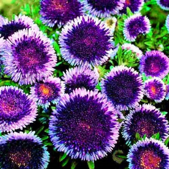 Ponpon Blue Aster Çiçeği Tohumu (50 tohum) ürün görseli 1