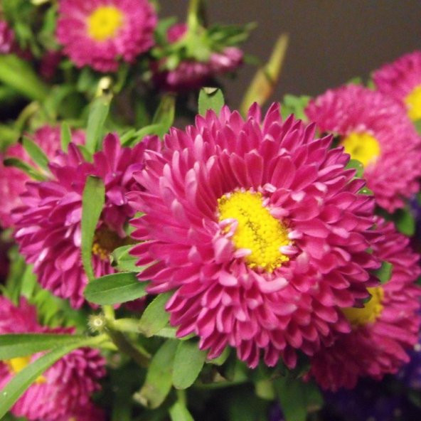 Ponpon Crimson Aster Çiçeği Tohumu (50 tohum) ürün görseli 1