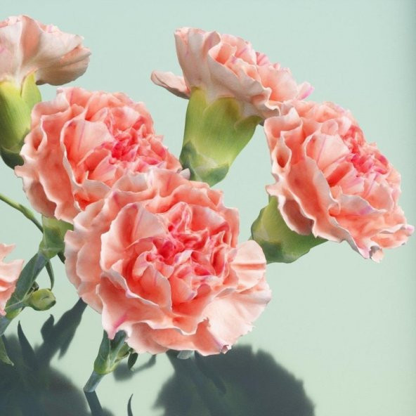 Chabaud Pure Rose Karanfil Çiçeği Tohumu(70 adet) ürün görseli 1