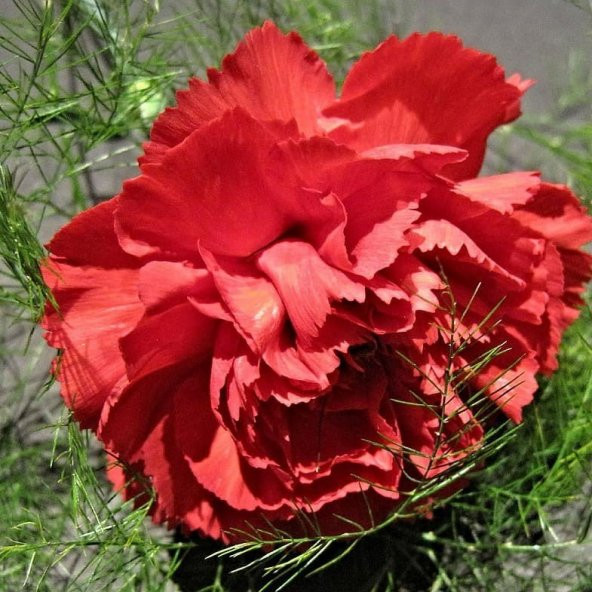 Chabaud Pure Rose Karanfil Çiçeği Tohumu(70 adet) ürün görseli 1