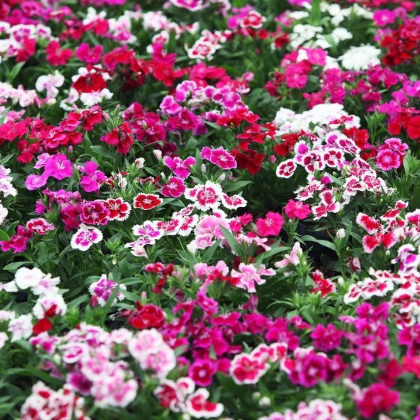 Dianthus Heddewigii Baby Doll Karanfil Çiçeği Tohumu(100 adet) ürün görseli 1