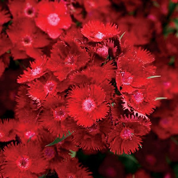 Dianthus Heddewigii Bravo Karanfil Çiçeği Tohumu (100 adet) ürün görseli 1