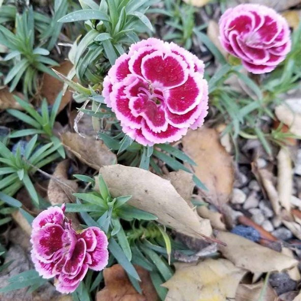Lila Sweet William Dianthus Barbadus Çiçeği Tohumu(50 adet) ürün görseli 1